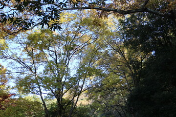 秋の風景　紅葉の木