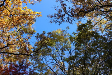 秋の風景　紅葉の木