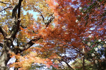秋の風景　紅葉の木