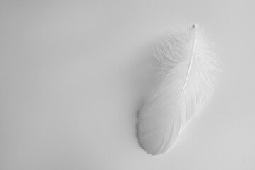 Beautiful fluffy bird feather on white background, top view. Space for text