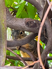 Squirrel in Tree Knot