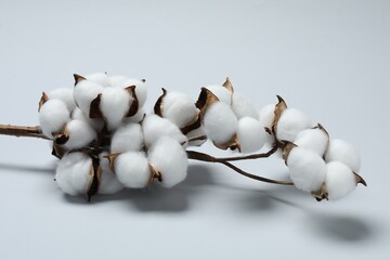 Beautiful cotton branch with fluffy flowers on light grey background