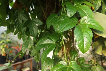 Beautiful Passiflora plant growing in greenhouse, space for text
