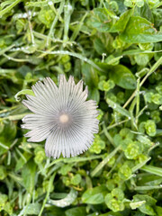 Ink Cap Mushroom Round