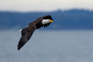 Majestic Bald Eagle in Flight in Washington State