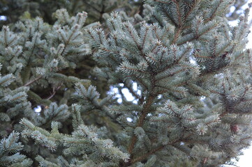 blue spruce pine needles branches in daylight DSLR photo 