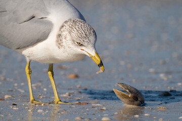 A ring-billed gull eats a sunray venus clam after breaking it open at Honeymoon Island State Park...