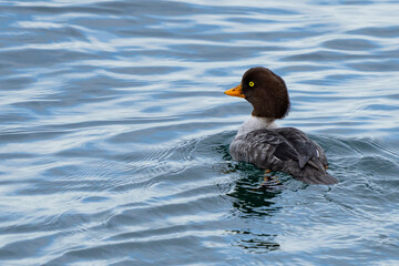 Alert Female Barrow's Goldeneye Swims Away