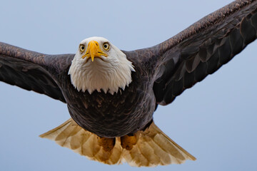 Majestic Bald Eagle in Flight in Washington State