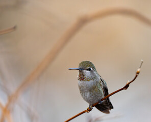 Female Anna's Hummingbird Rests Under Arching Branch