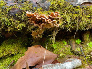 Fungus and Moss