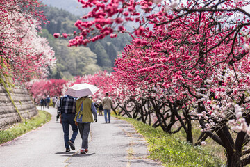 長野県阿智村　花桃の里に咲く満開の花桃
