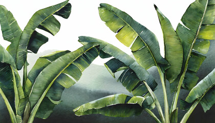 Abstract banana trees leaves realistic on transparent backgrounds, watercolor botanical illustration on digital art concept, Generative AI.