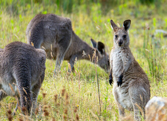 Naklejka na ściany i meble kangaroos