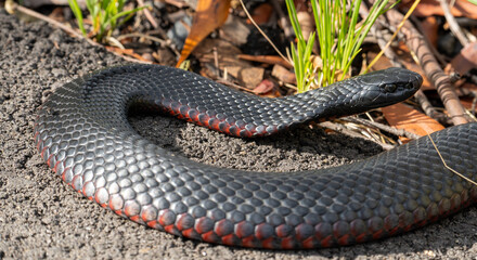Red-bellied black snake