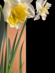 Ice King Daffodil Partial 01