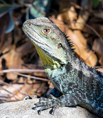 Water dragon 