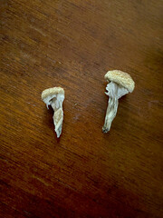 Magic Mushroom Pair 02