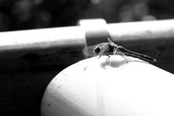 モノクロ撮影　トンボ © BRUCE