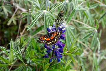 butterfly on a flower
