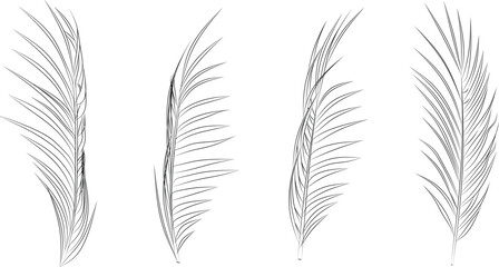 palm leaf line sketch illust natural