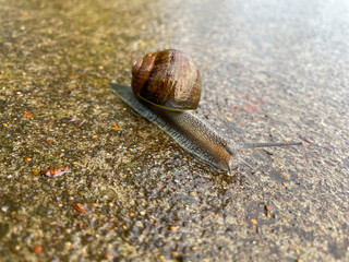 Snail in the Rain 01