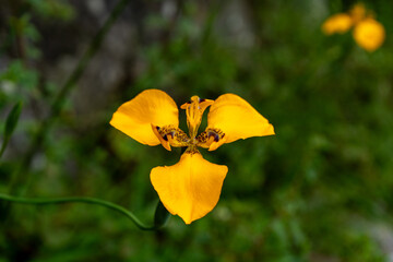 yellow flower