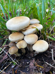 Mushroom Layer Cake