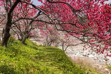 長野県阿智村　花桃の里に咲く満開の花桃
