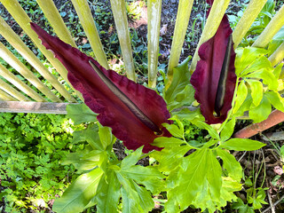 Dracunculus Vulgaris Pair 01