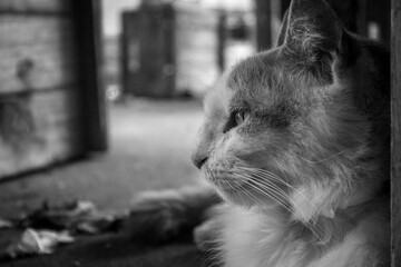 Gato en la feria B&W