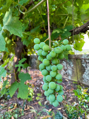 Grape Cluster Green 03