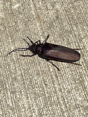 Longhorn Beetle 02