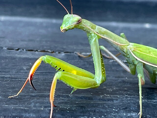 Praying Mantis Green 06