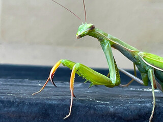 Praying Mantis Green 07
