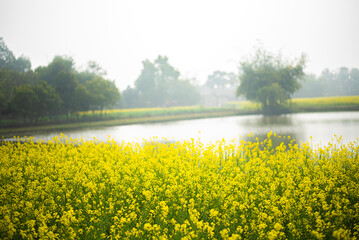 field of Mustard Seed Field with pond,Mustard Seed Field in Full Bloom, Linn County, Mid-Willamette...