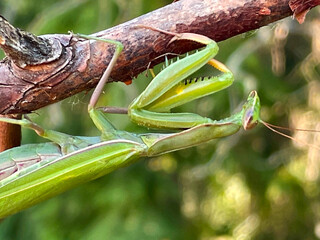 Praying Mantis in Tree 04