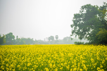 trees in the with in Mustard Seed Field ,Mustard Seed Field in Full Bloom, Linn County, Mid-Willamette Valley, Western Oregon