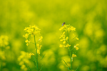 Fototapeta na wymiar Insects in Mustard Seed Field 