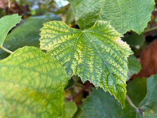 Grape Leaf Green