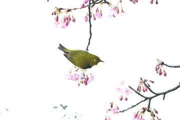 Fototapeta premium A warbling white-eye sucking nectar from cherry blossoms. A wild bird with a yellow-green body color and white around the eyes.