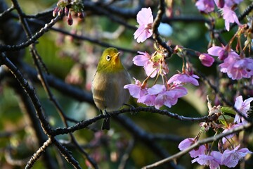 A warbling white-eye sucking nectar from cherry blossoms. A wild bird with a yellow-green body color and white around the eyes.