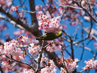 元朝桜とメジロ