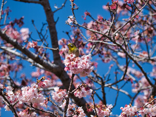 元朝桜とメジロ
