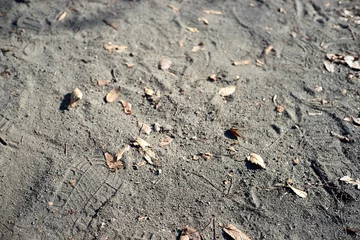 Fotobehang 枯葉の落ちている砂の地面 © Kentaro Hayashi