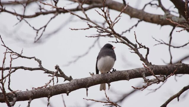 The dark-eyed junco (Junco hyemalis) is a species of junco, a group of small, grayish New World sparrows. 