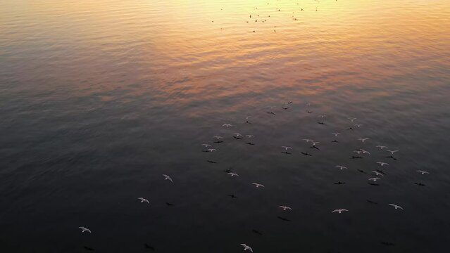 Flock of seagulls flying above the water during a beautiful sunset