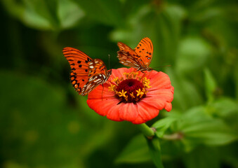 Mariposas