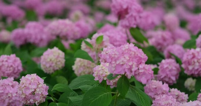 pink hydrangea macrophylla flowers sway in wind. slow motion
