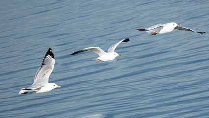 seagulls in flight